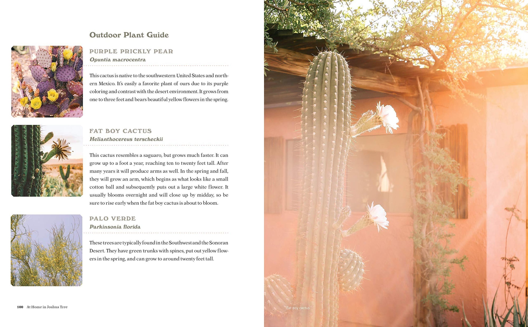At Home in Joshua Tree: A Field Guide to Desert Living